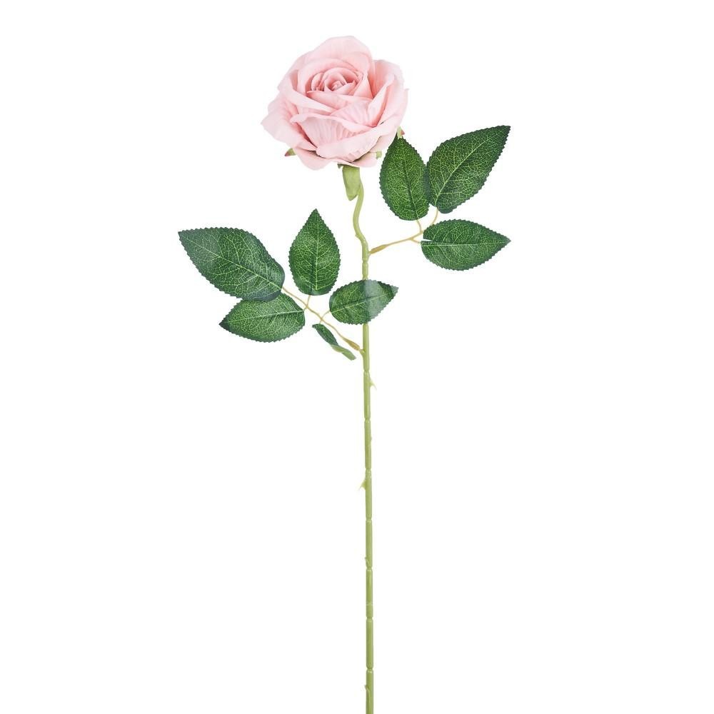 ROSA JULIET PINK CM50